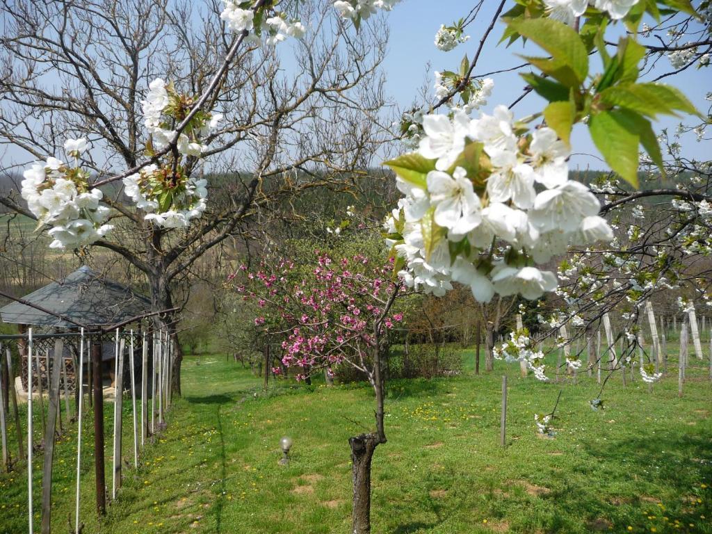 Förhénc Wine House&Guesthouses I-II-III Nagykanizsa Kültér fotó